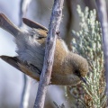 Zosterops borbonicus