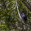 Hypsipetes borbonicus