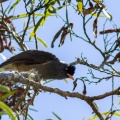 Hypsipetes borbonicus
