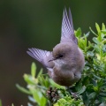 Zosterops borbonicus