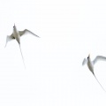 Phaethon lepturus