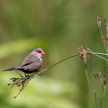 Estrilda astrild