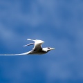Phaethon lepturus