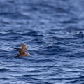 Anous stolidus