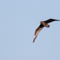 puffinus-pacificus-reunion.jpg