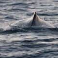 Megaptera novaeangliae