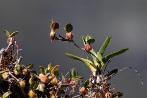 Bulbophyllum nutans (Thouars) Thouars