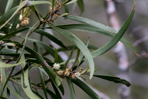 Eucalyptus, sp. indet.