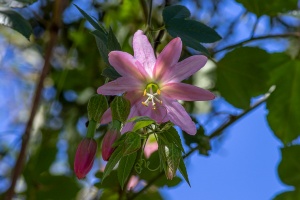 Passiflora tripartita (Juss.) Poir.
