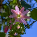 Passiflora tripartita (Juss.) Poir.