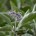 Solanum mauritianum Scop.