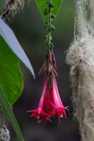 Fuchsia boliviana Carrière