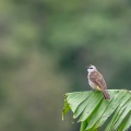 pycnonotus-goiavier-indonesia-2.jpg