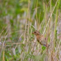 Ploceus philippinus