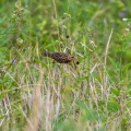 Ploceus philippinus