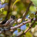 Lonchura striata