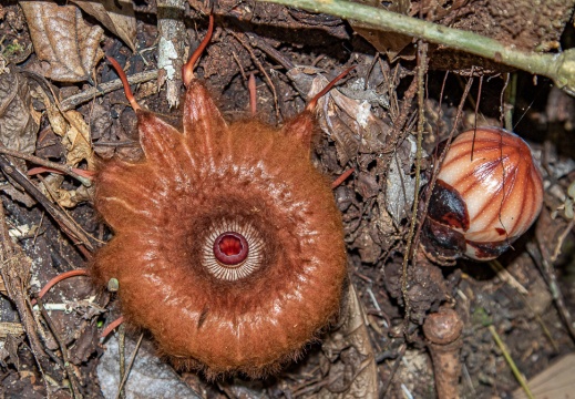 Rafflesiaceae