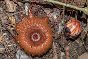 Rafflesia arnoldii R.Br.