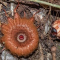 rafflesia-arnoldii-indonesia.jpg