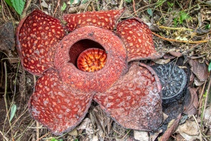 Rafflesia arnoldii R.Br.