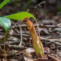 Nepenthes eustachya Miq.