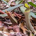 Nepenthes albomarginata T.Lobb ex Lindl.