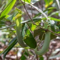 Nepenthes albomarginata T.Lobb ex Lindl.