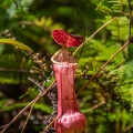 nepenthes-eustachya-indonesia-3.jpg