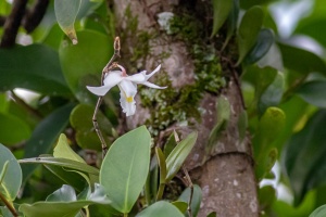 Orchidaceae, sp. indet.