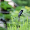 dicrurus-paradiseus-indonesia-2.jpg