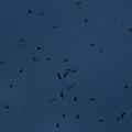 pteropus-vampyrus-indonesia-2.jpg