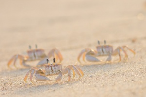 Ocypode kuhlii (Ghost crab)