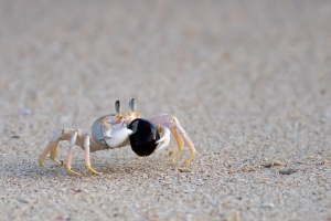 Ocypode kuhlii (Ghost crab)