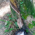 Hevea brasiliensis (Willd. ex A.Juss.) Müll.Arg.