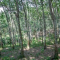 Hevea brasiliensis (Willd. ex A.Juss.) Müll.Arg.