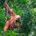 pongo-abelii-indonesia-13.jpg