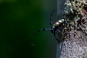 Cerambycidae, sp. indet.