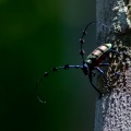 cerambycidae-indonesia.jpg