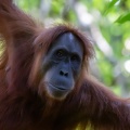 pongo-abelii-indonesia.jpg