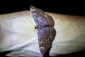 Lepidoptera, sp. indet.