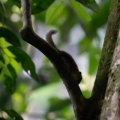 Sciuridae, sp. indet.