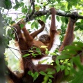 Pongo abelii