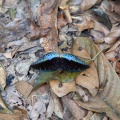 Lexias, sp. indet., male
