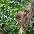 Macaca nemestrina (Macaque à queue de cochon)