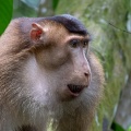 Macaca nemestrina (Macaque à queue de cochon)
