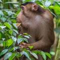 Macaca nemestrina (Macaque à queue de cochon)