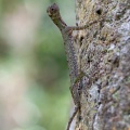 Draco sumatranus