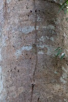 Helarctos malayanus claw marks