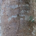 Helarctos malayanus claw marks