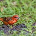 Foudia madagascariensis, Male